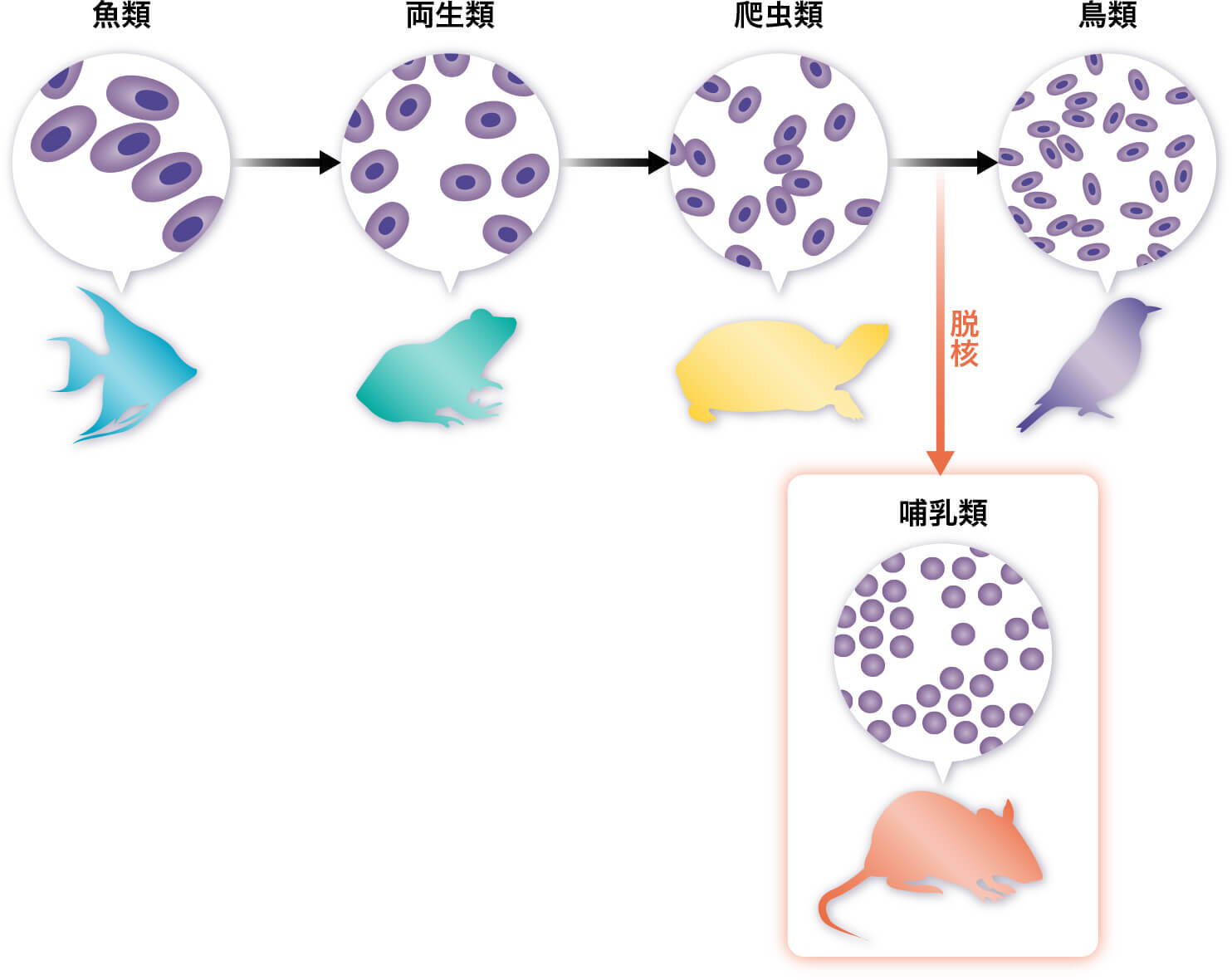 赤血球脱核と胎生獲得の謎に迫る