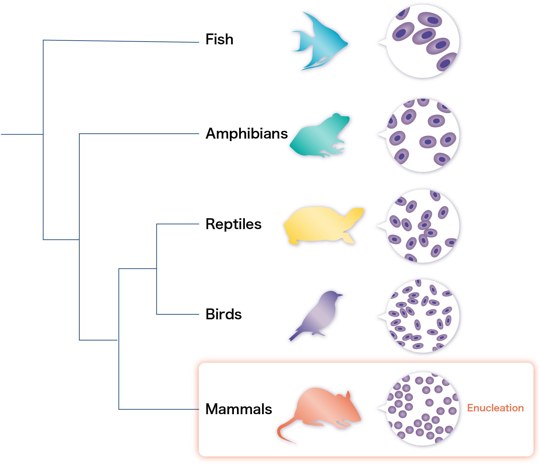 赤血球脱核と胎生獲得の謎に迫る