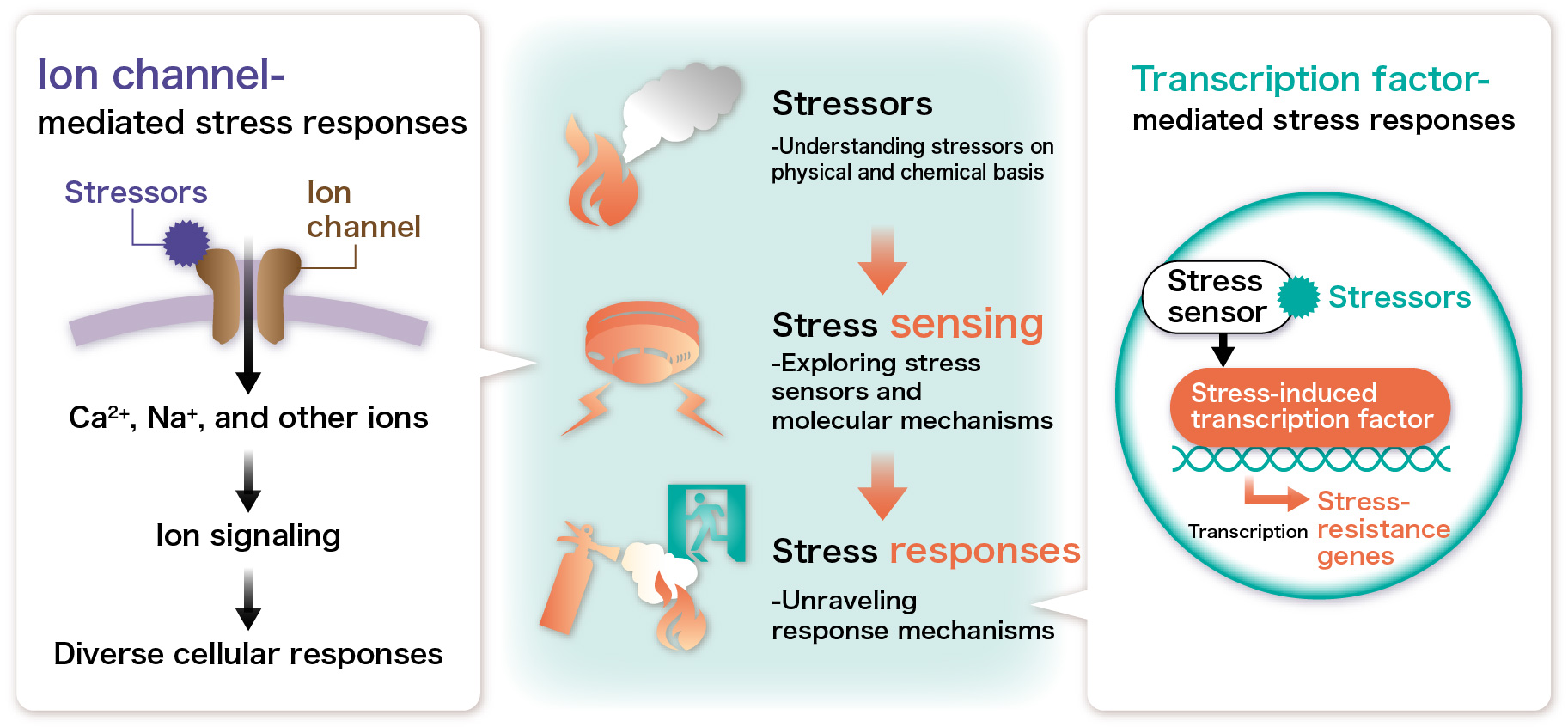 酸化ストレス・低酸素・低pH応答の分子機構解明